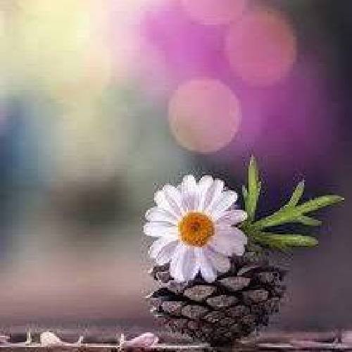 آرتا عجمی بی وفایی